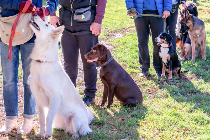 A diverse group of dogs participating in a lively dog group class at The Dog Wizard, learning critical social skills.