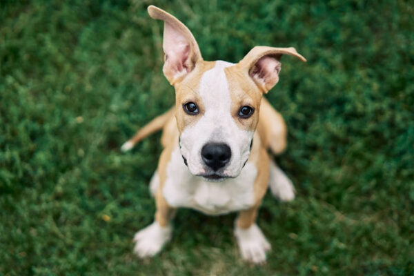 A private lesson addressing unwanted behaviors in dogs. The experienced trainer offers guidance and practical solutions for excessive barking, chewing, or jumping.