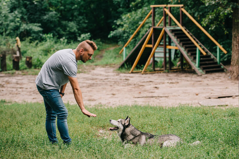 A professional dog trainer conducts private dog training sessions in a serene one-on-one setting.