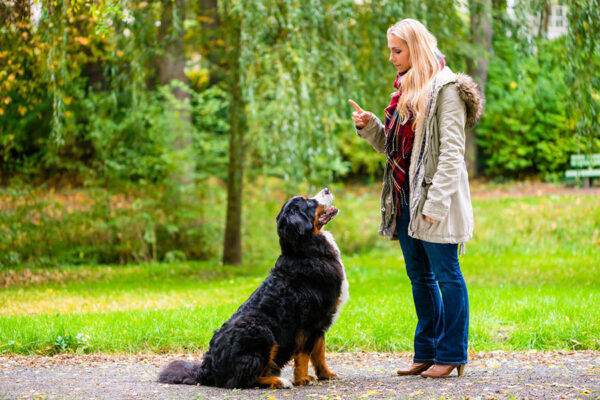 An engaging group class practicing intermediate training exercises with their dogs in a spacious dog park, working on commands and behaviors under real-world conditions at The Dog Wizard.