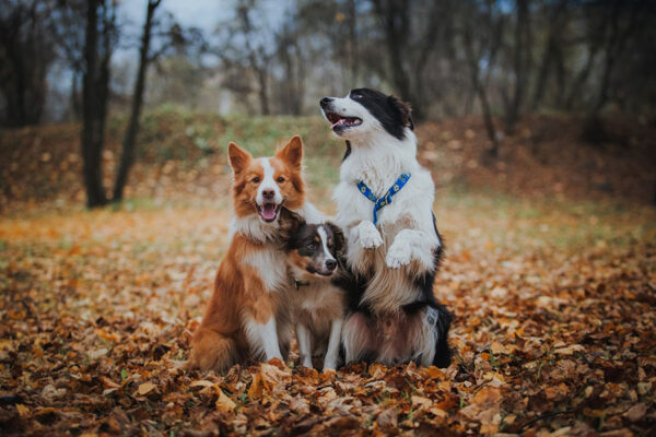 Experienced trainers demonstrating effective control techniques during a group dog training session at The Dog Wizard, with participants keenly practicing the skills.