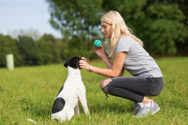 Young pup walking beside its trainer, learning the fundamental sit command with each step.