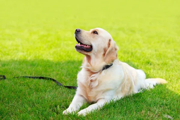 A dog trainer uses techniques for ignoring excited behavior, effectively calming dogs during a training session