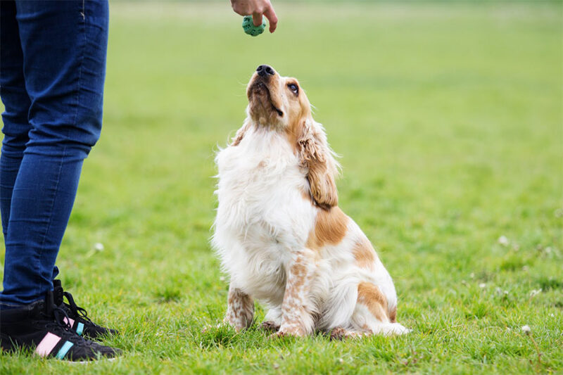 puppy obedience training