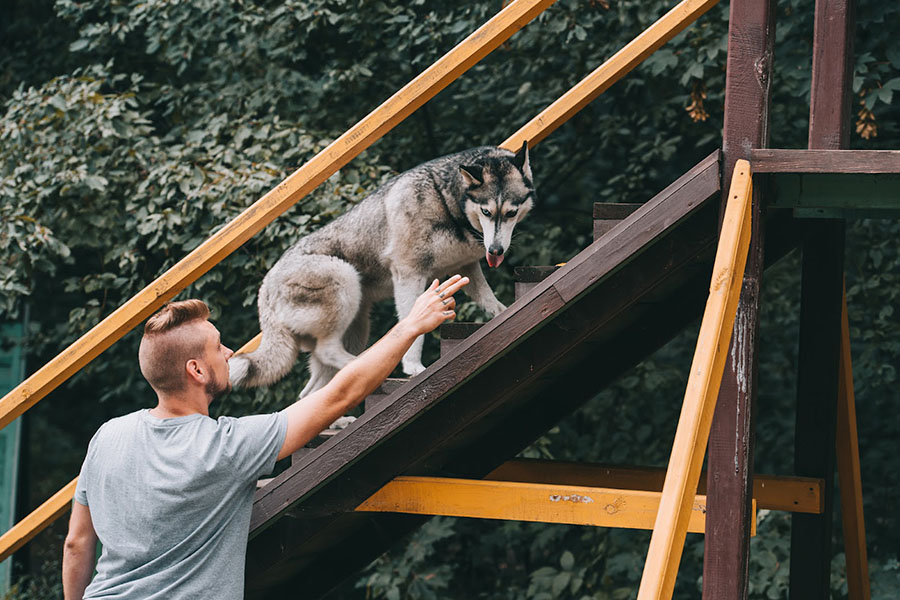 American Kennel Club AKC Dog Training | The Dog Wizard