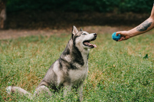 Dog with trainer at AKC obedience training classes.