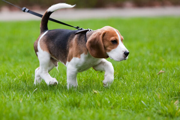 Focused dog during AKC scent work training.