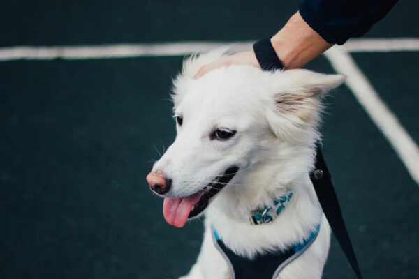 A professional dog trainer teaches basic training cues to a dog