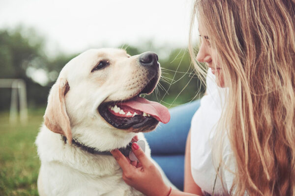 A proud dog owner sits beside her well-trained canine. Their bond, strengthened through successful obedience training, showcases the essence of responsible dog ownership