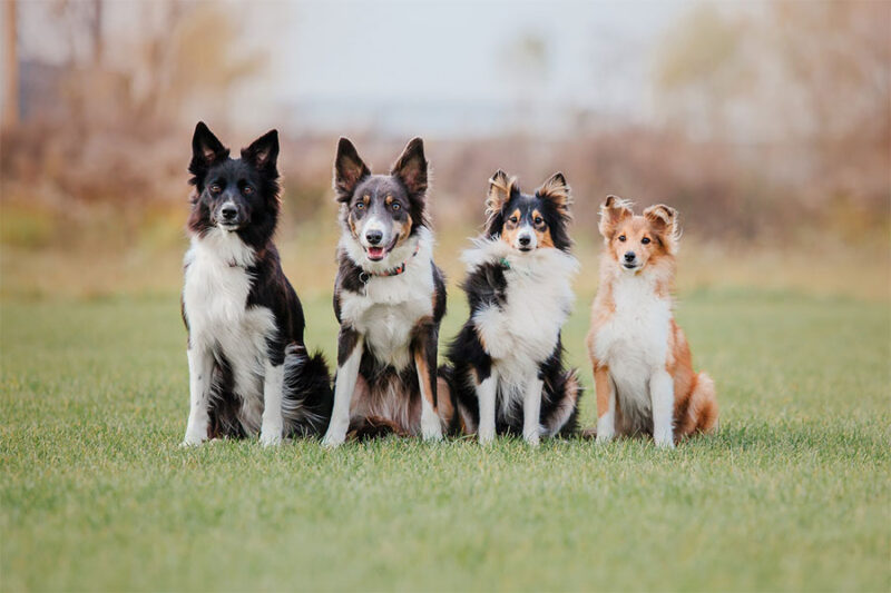 Older dogs learn how to do the sit command during a training lesson