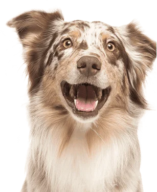 AustralianShep-min AustralianShep min