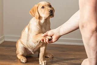 a young man trains a labrador retriever puppy at h utc