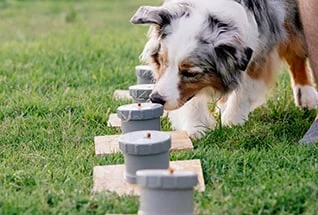 australian shepherd doing nose work the dog searc utc
