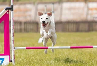 crossbreed dog jumps over a hurdle of an agility c utc