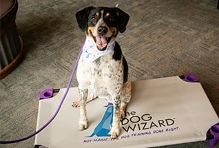 dogwizard