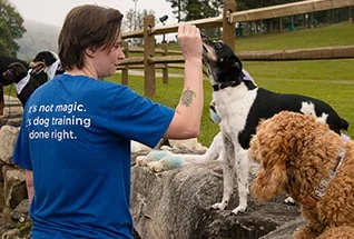 dogwizard trainer