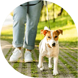 pet-owner-walking-her-dog-in-city-park-woman-min pet owner walking her dog in city park woman min