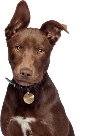 Dog behavior training in Southlake, TX