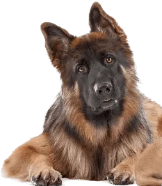 Dog Trainer in Lawrenceburg, KY