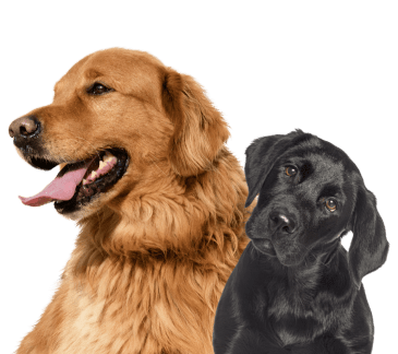 The Dog Wizard College Park