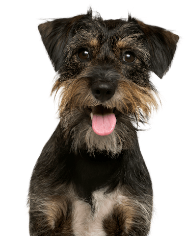 Dog obedience training in Southlake, TX