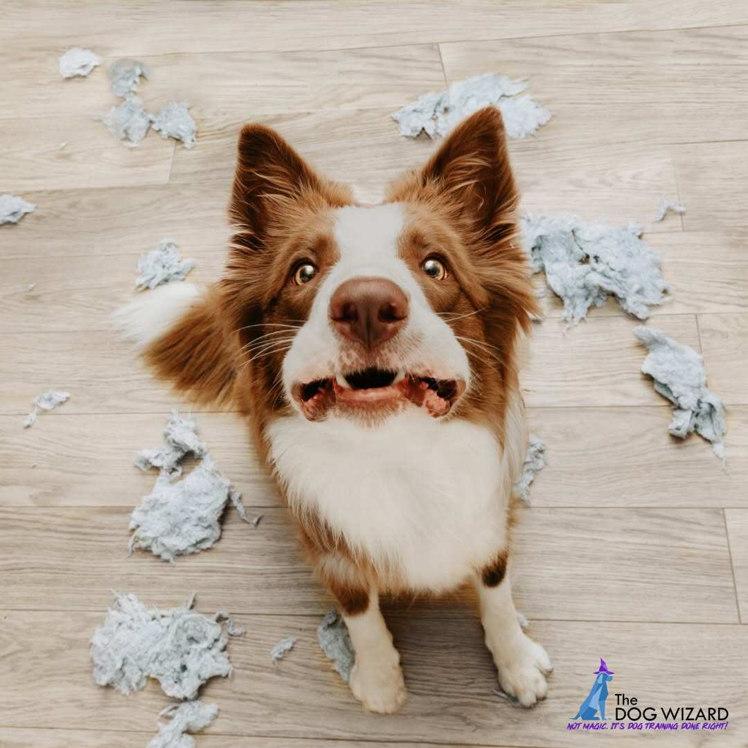 A high-angle shot of a brown and white Border Collie looking up at the camera with wide eyes and an open mouth. The floor around it is covered in shredded pieces of grey stuffing.
