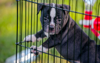 A black and white puppy stands in a cage, illustrating the crate training process for dogs of all ages.