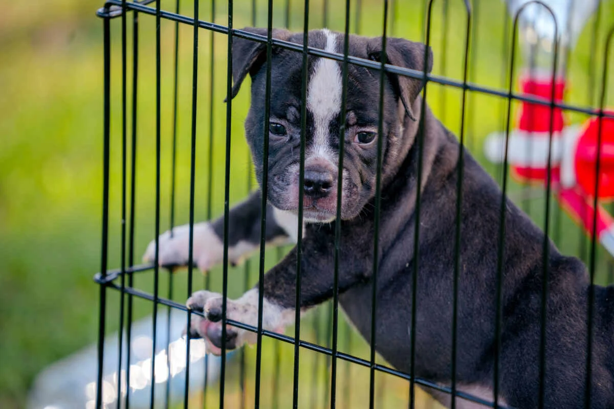 A black and white puppy stands in a cage, illustrating the crate training process for dogs of all ages.