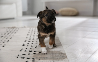 A small brown and black puppy with white paws stands on a patterned rug in a bright, modern room—an ideal spot to start learning how to potty train a puppy.