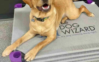 A happy yellow Labrador Retriever lying on a grey raised dog bed with purple legs. The "The Dog Wizard" logo is printed on the bed's surface