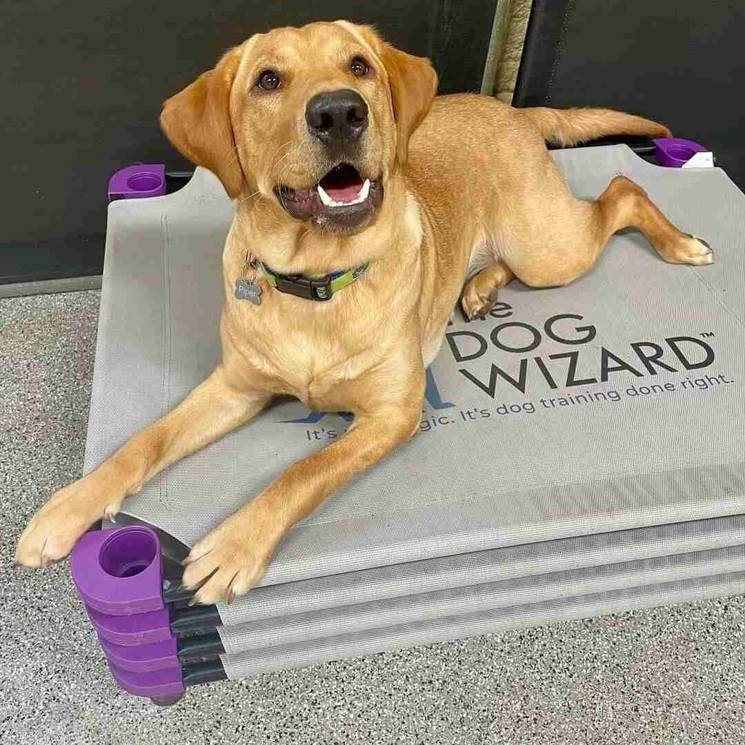 A happy yellow Labrador Retriever lying on a grey raised dog bed with purple legs. The "The Dog Wizard" logo is printed on the bed's surface