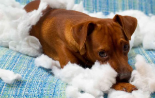 A close up of a small, reddish brown dog lying on a blue textured sofa, surrounded by white pillow stuffing it has torn out. The dog has a guilty yet soulful expression