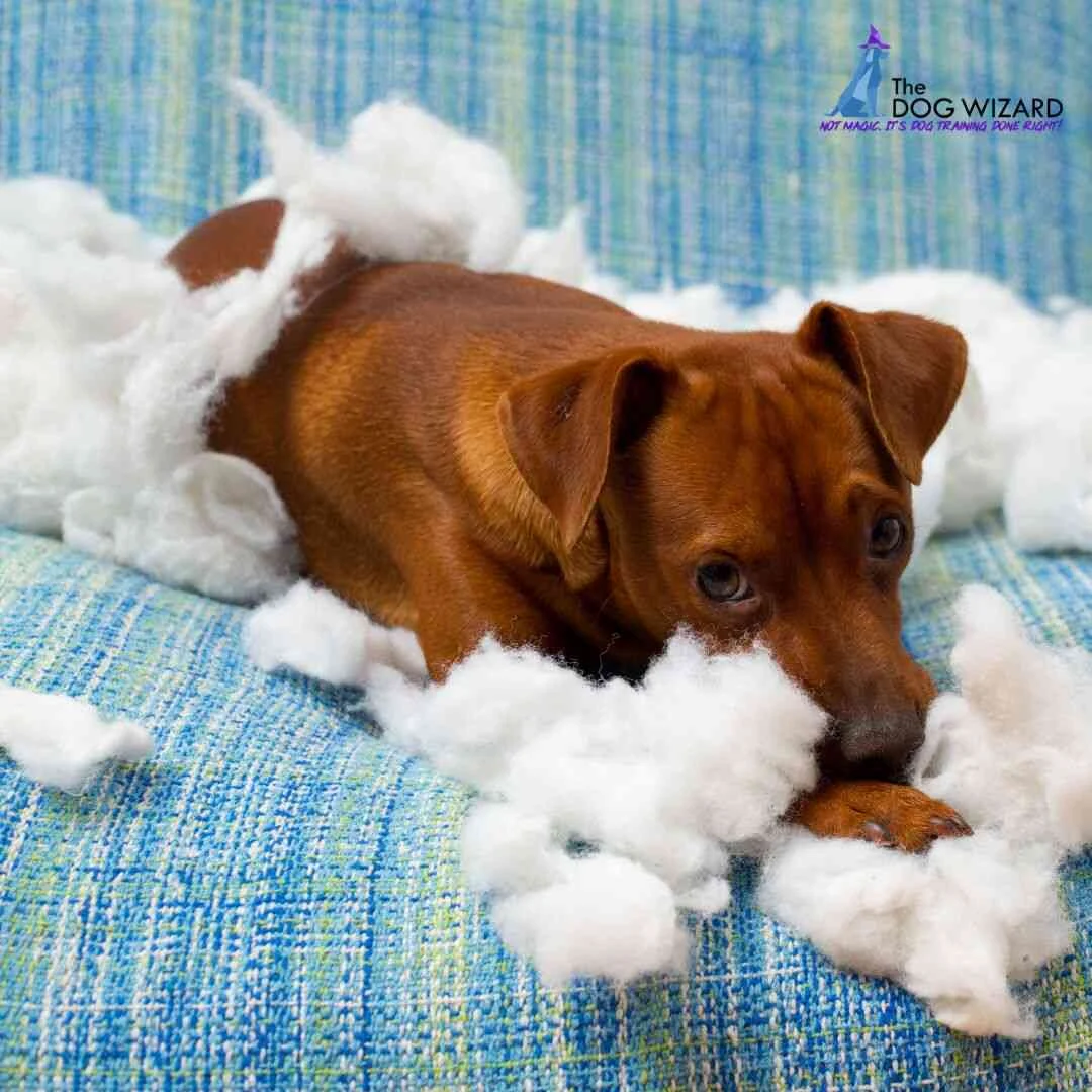 A close up of a small, reddish brown dog lying on a blue textured sofa, surrounded by white pillow stuffing it has torn out. The dog has a guilty yet soulful expression