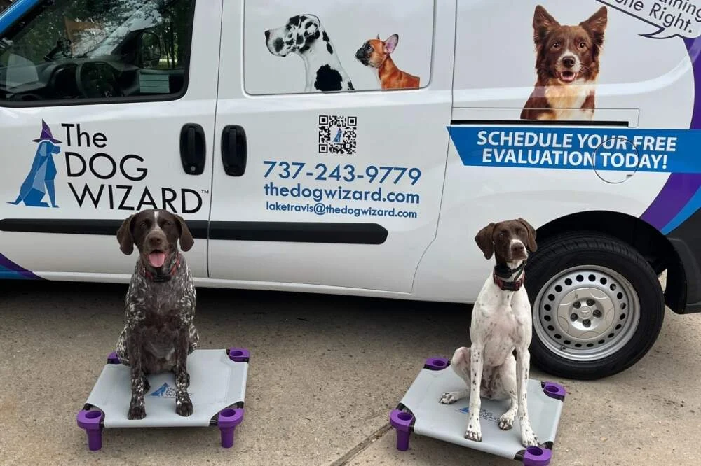 Two German Shorthaired Pointers sitting obediently on individual raised beds in front of a white van. The van is wrapped with "The Dog Wizard" branding, a phone number, and a website URL
