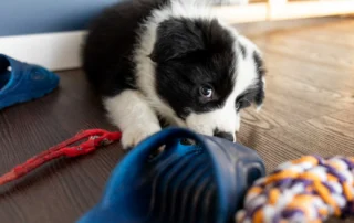 messy house puppy chewing