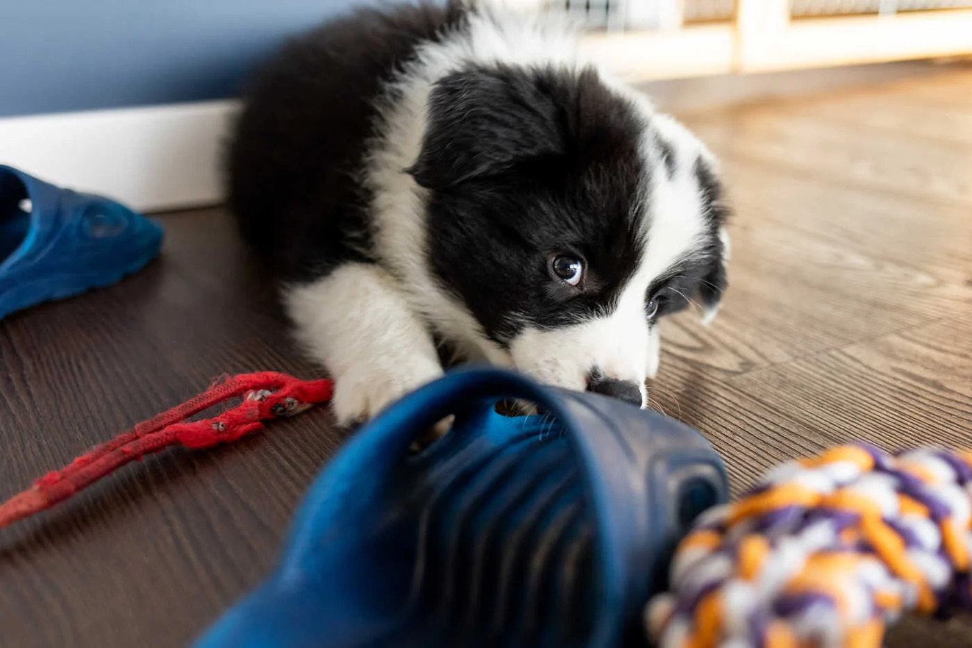 messy house puppy chewing