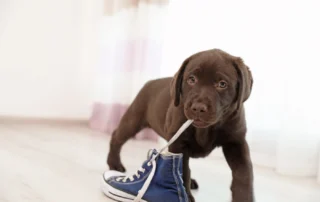 puppy chewing shoe