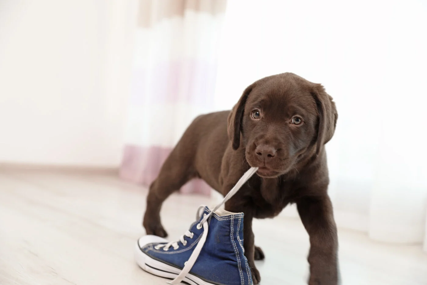 puppy chewing shoe