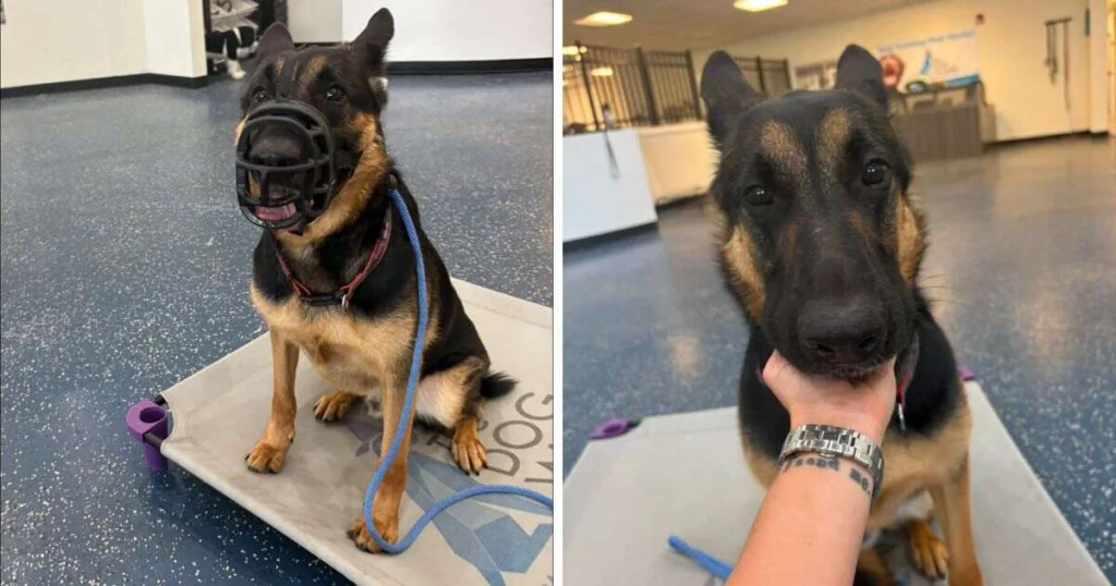 German Shepherd resting chin in trainer's hand calmly during confidence building session