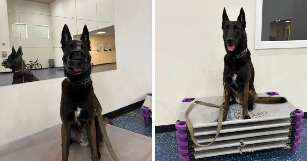 Black German Shepherd mix sitting calmly on an elevated place bed during reactivity training