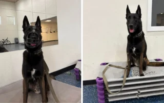 Black German Shepherd mix sitting calmly on an elevated place bed during reactivity training