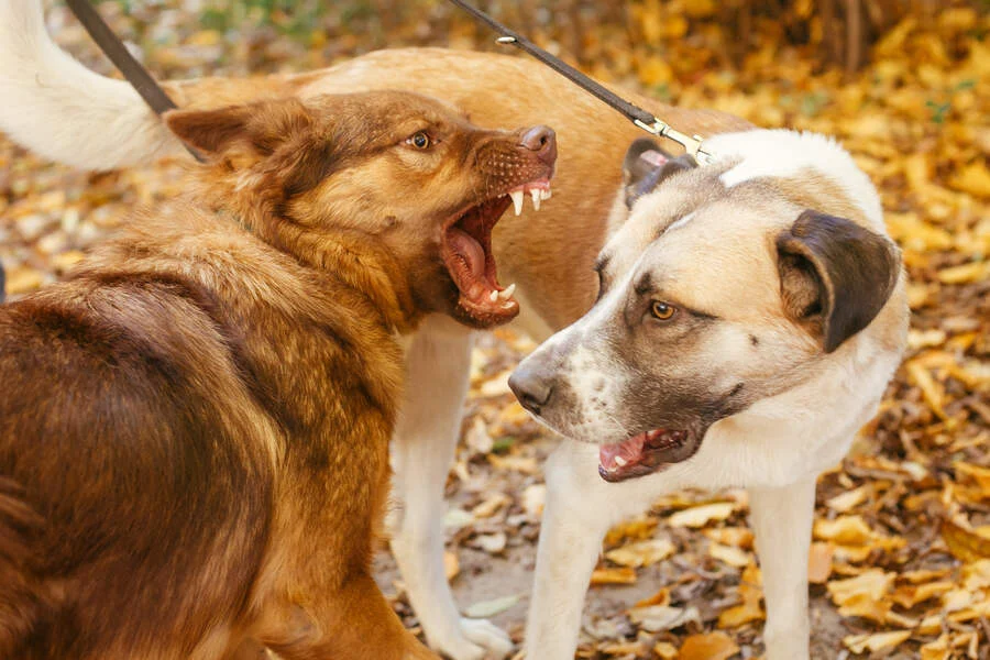 An aggressive brown dog on a leash growls and bares its teeth at a larger, hesitant tan and white dog against an autumn background of leaves.