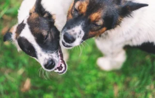 A brown dog on a leash growls and bares its teeth at a hesitant tan and white dog
