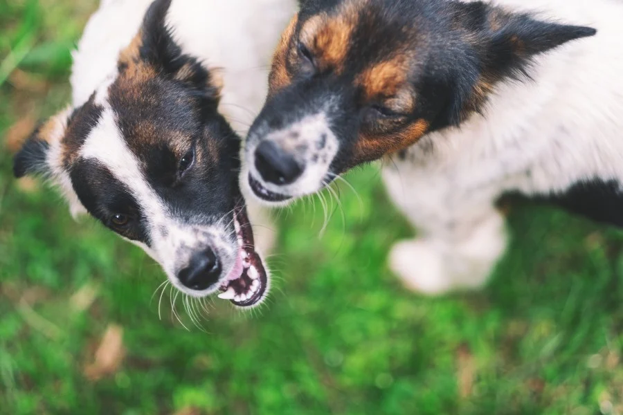 A brown dog on a leash growls and bares its teeth at a hesitant tan and white dog