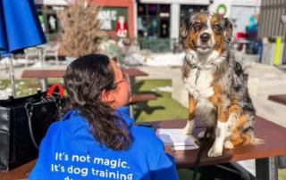 Dog trainer sitting at an outdoor table practicing focus and sit commands with an Australian Shepherd