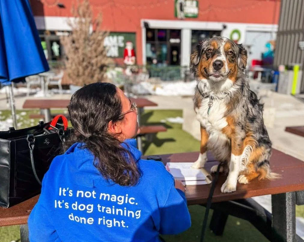 Dog trainer sitting at an outdoor table practicing focus and sit commands with an Australian Shepherd