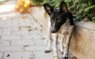 Dog pressed against a wall on a leash showing fearful body language and stress signals