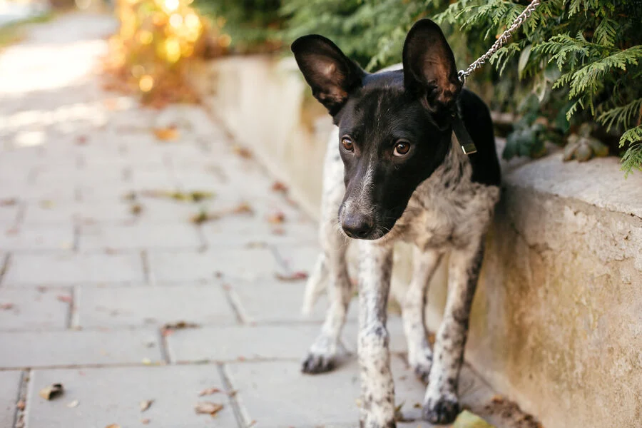 Dog pressed against a wall on a leash showing fearful body language and stress signals