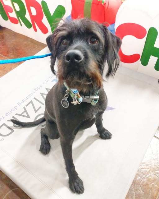 Jack sitting calmly during a public outing on a Dog Wizard mat during board and train program for fear aggression