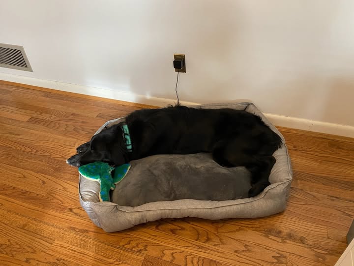 Jack the dog resting calmly on his bed at home after completing fear aggression training with The Dog Wizard